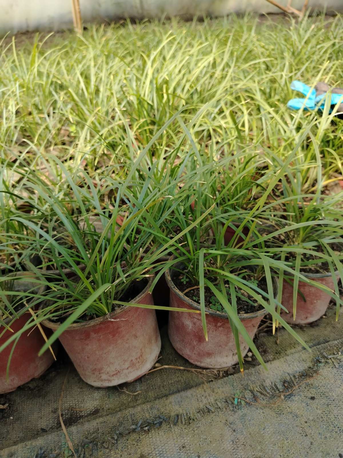 Monkey Grass (Ophiopogon japonicus)