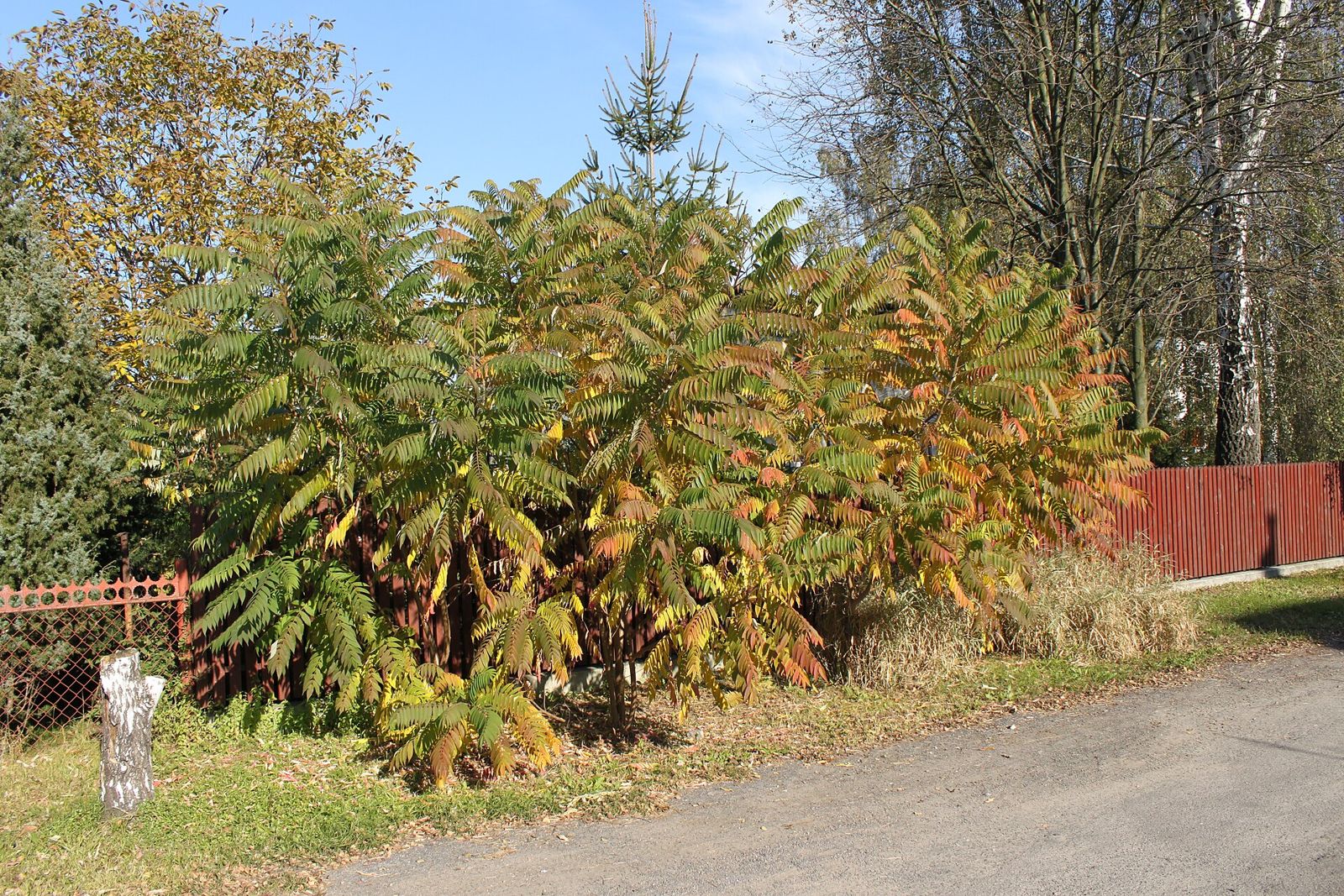 Oțetar (Rhus typhina)