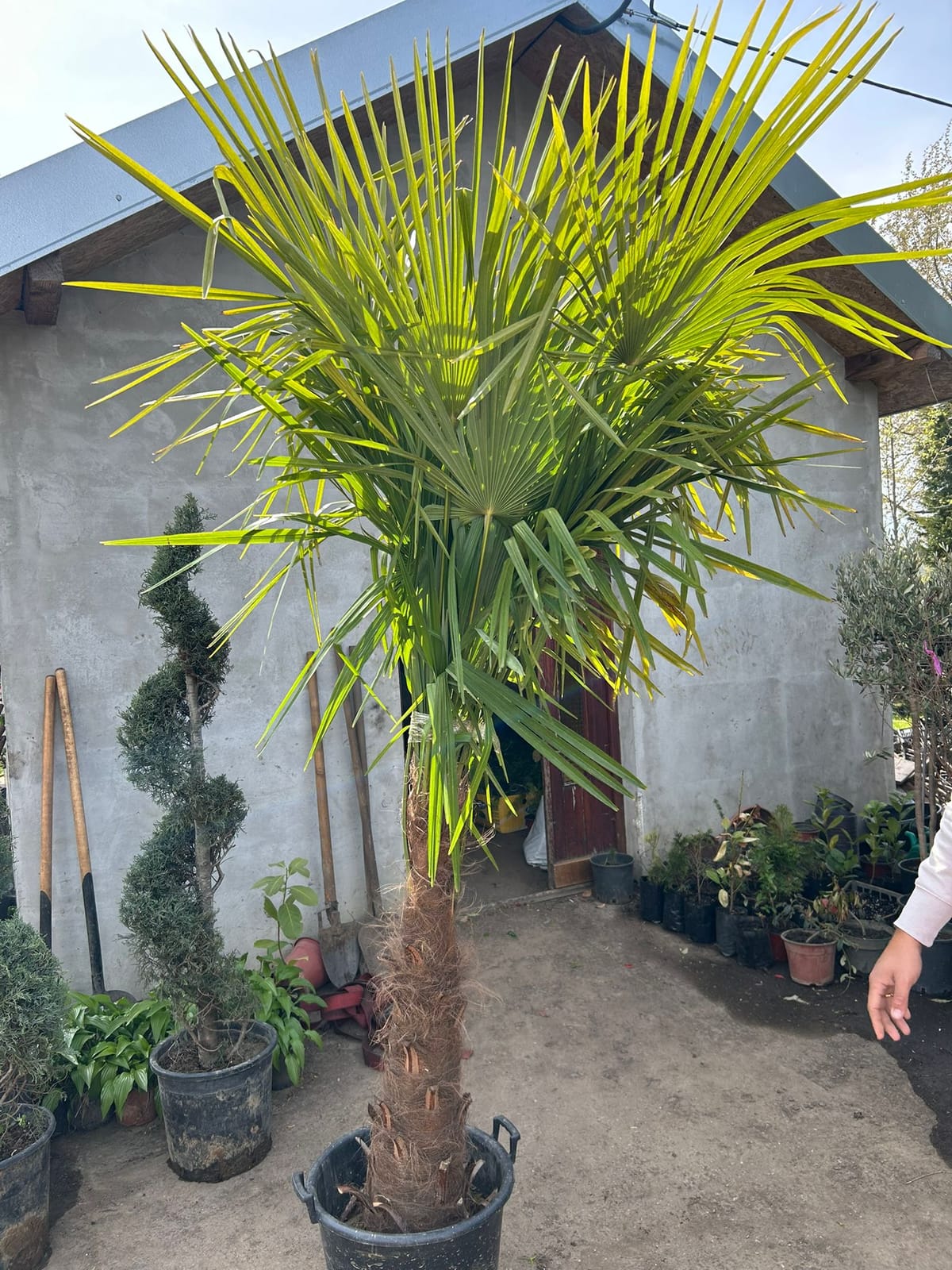 Palmier (Trachycarpus fortunei)