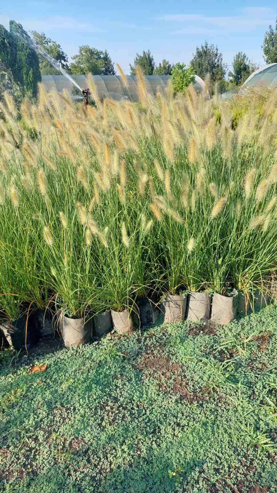 Lampenputzergras (Pennisetum alopecuroides)