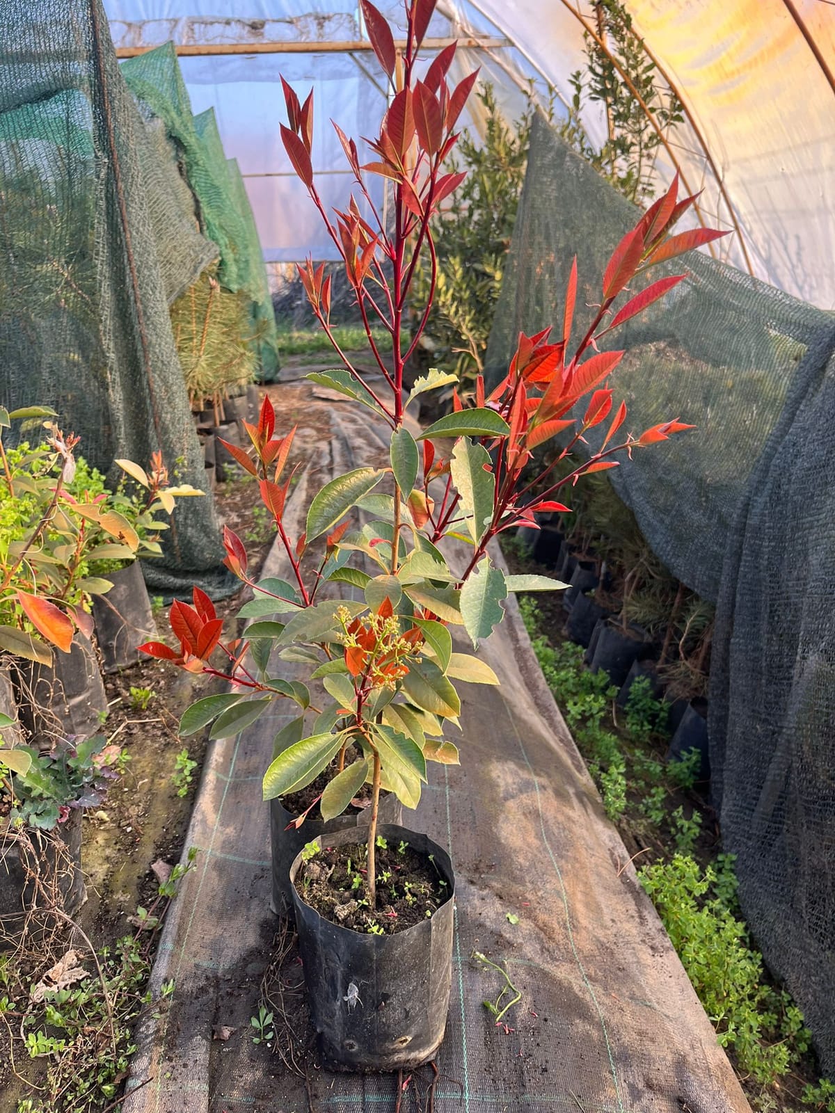 Glanzmispel 'Red Robin' (Photinia × fraseri)