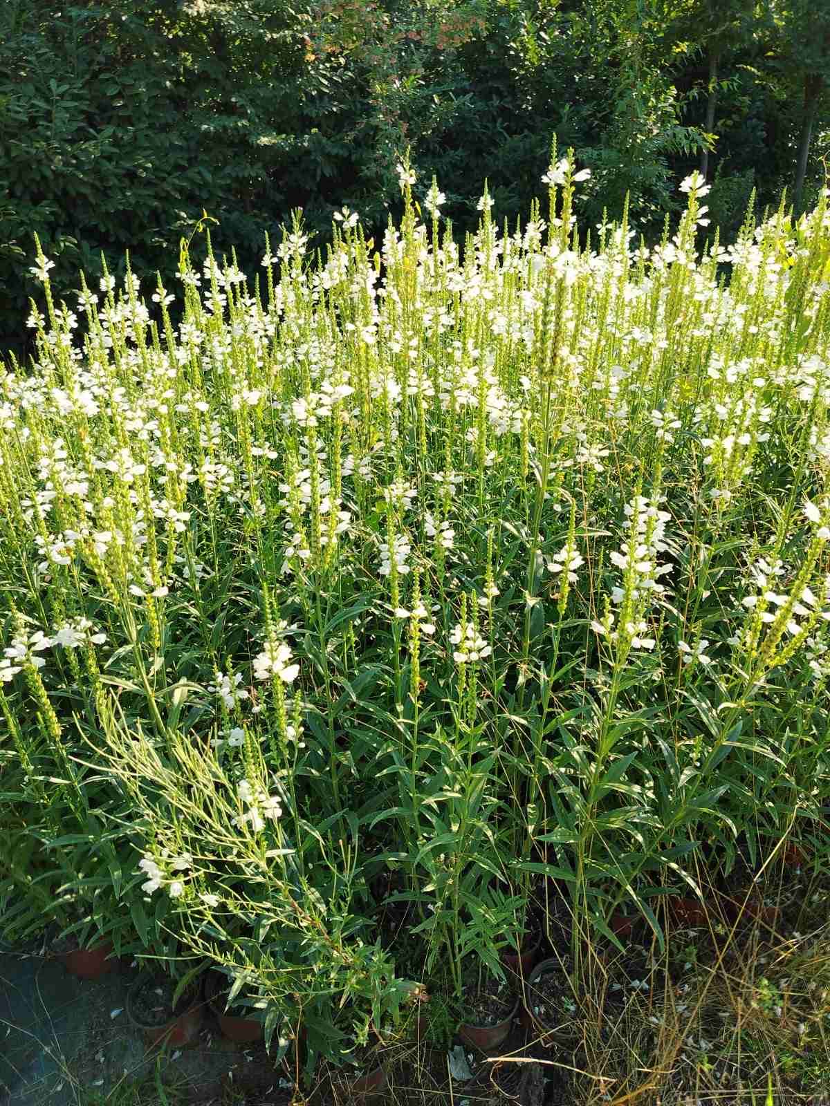 Gelenkblume (Physostegia virginiana 'Alba')