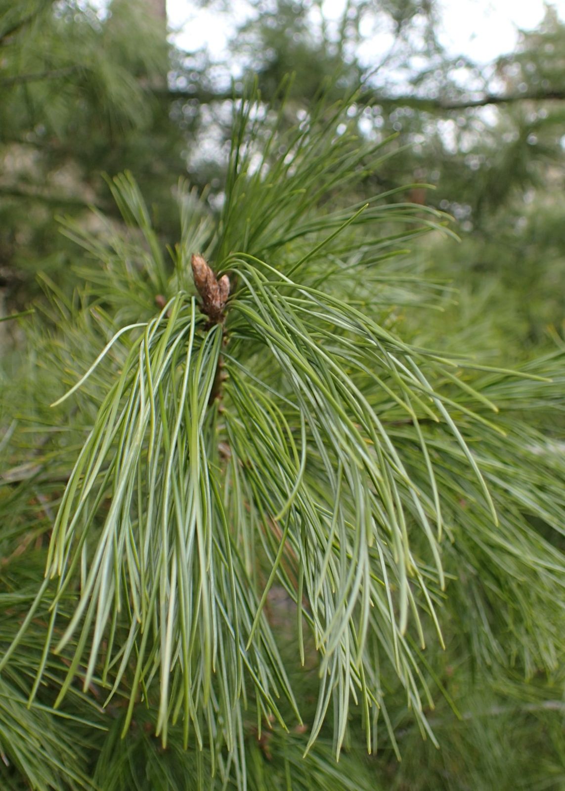 Tränenkiefer (Pinus wallichiana)