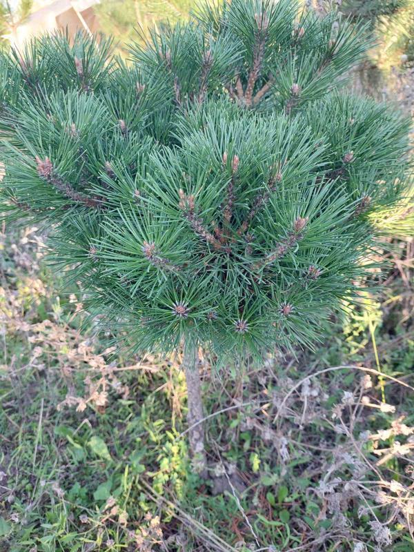 Pin mugo pe tulpină (Pinus mugo)