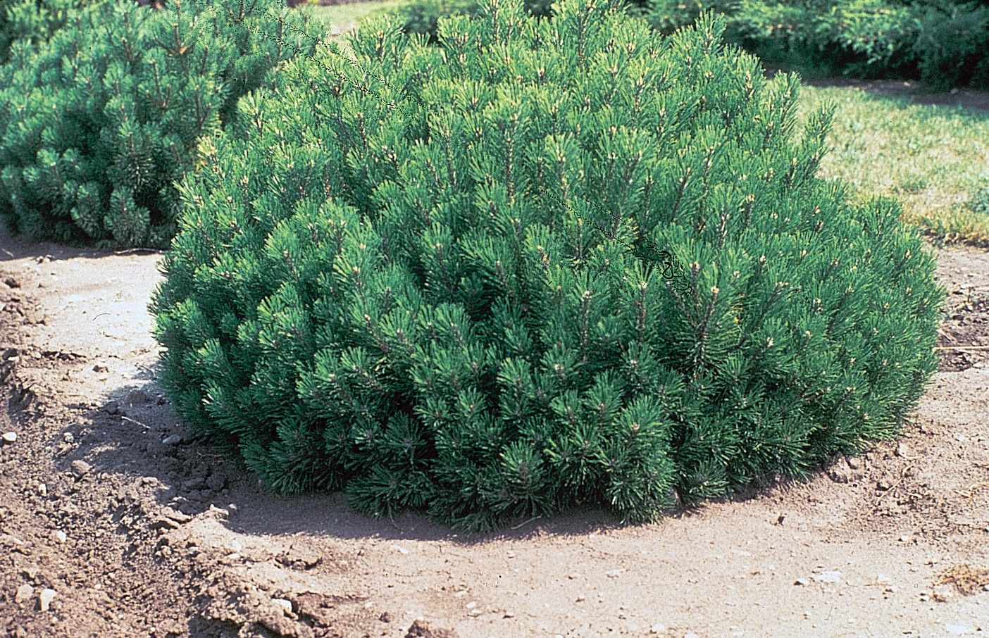 Pin mugo / Jneapăn (Pinus mugo)
