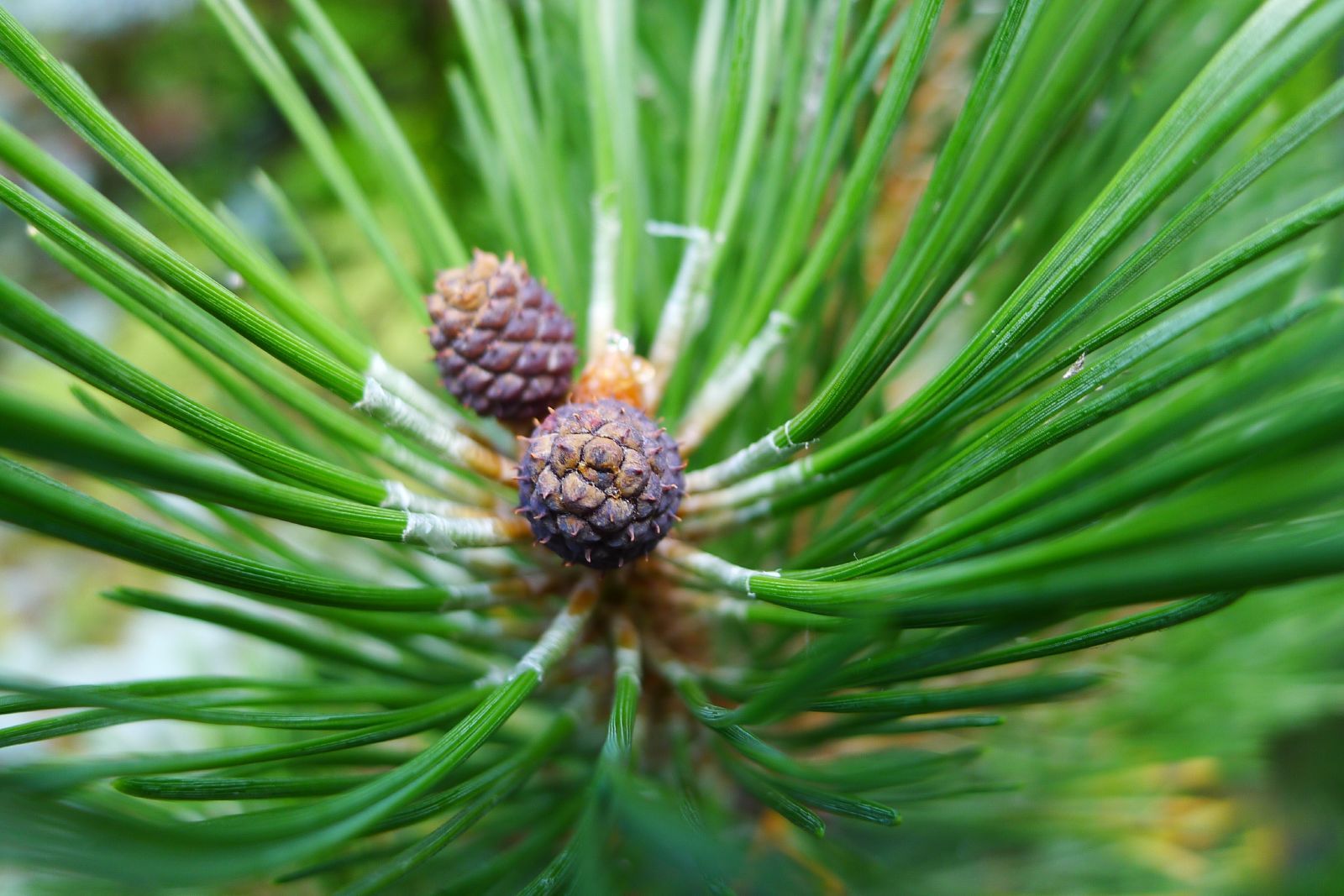 Dwarf Black Pine 'Brepo' (Pinus nigra)
