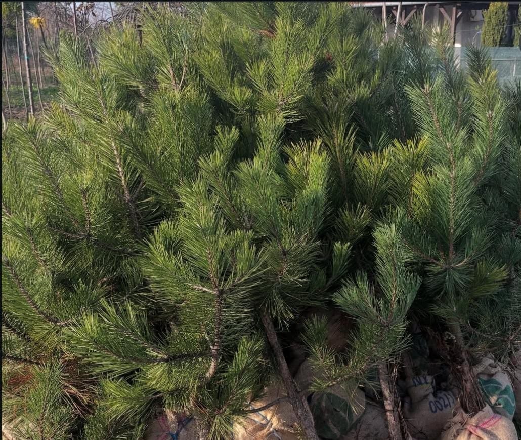 Schwarzkiefer (Pinus nigra)