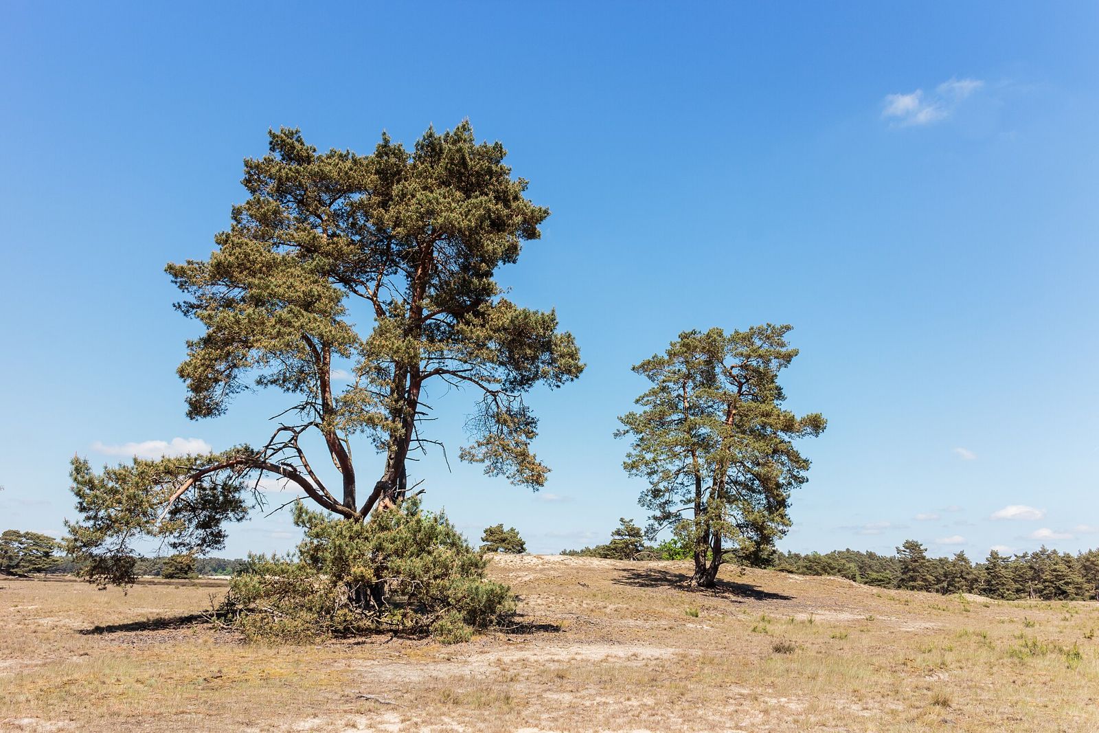 Scots Pine (Pinus sylvestris)