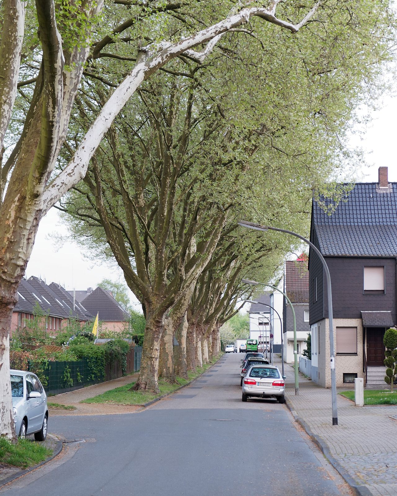 Platan (Platanus × acerifolia)