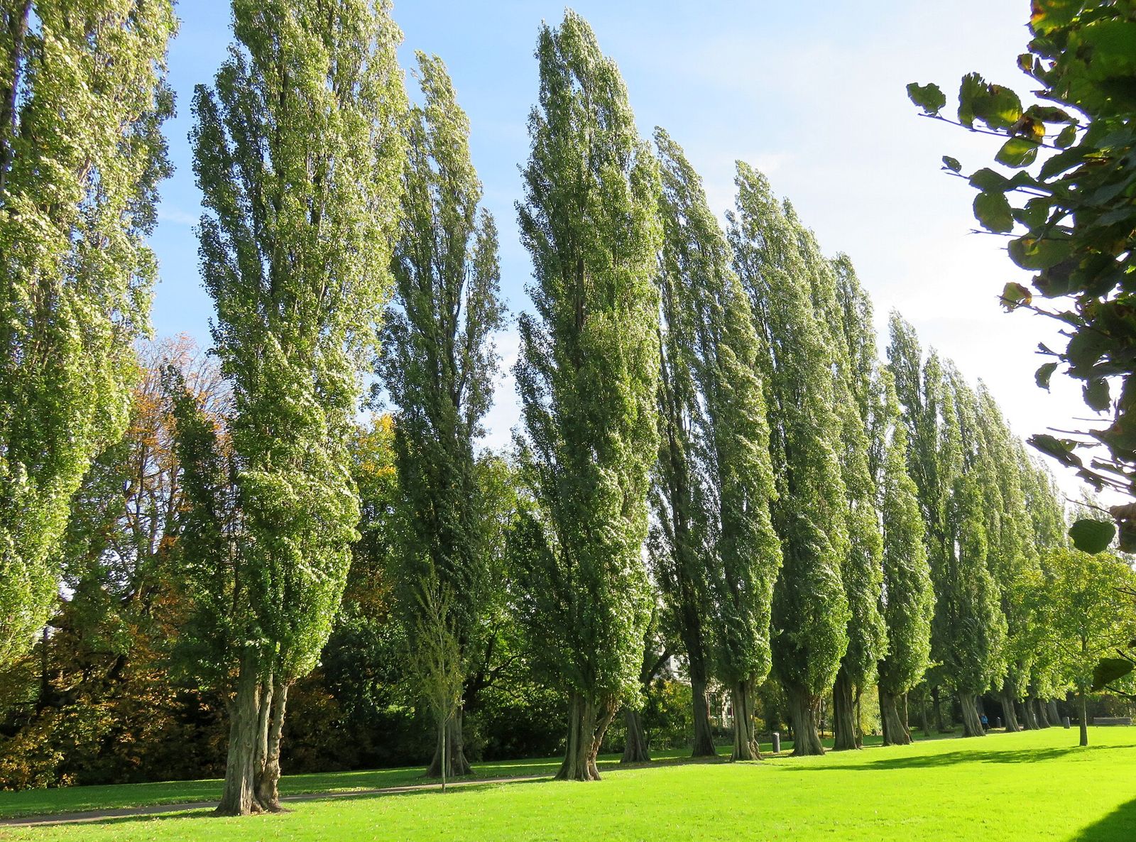 Plop piramidal (Populus nigra 'Italica')