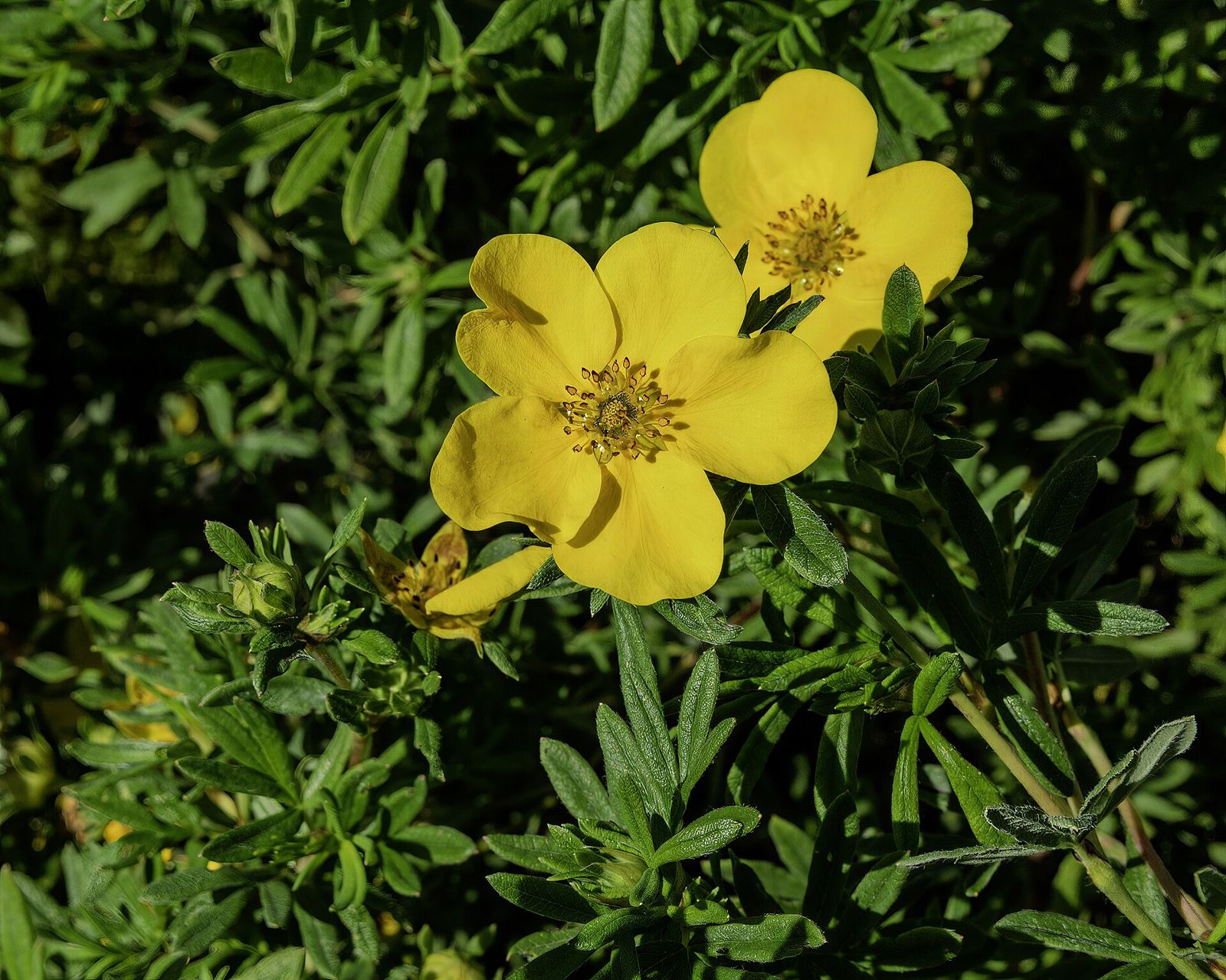 Potentilla (Potentilla fruticosa)