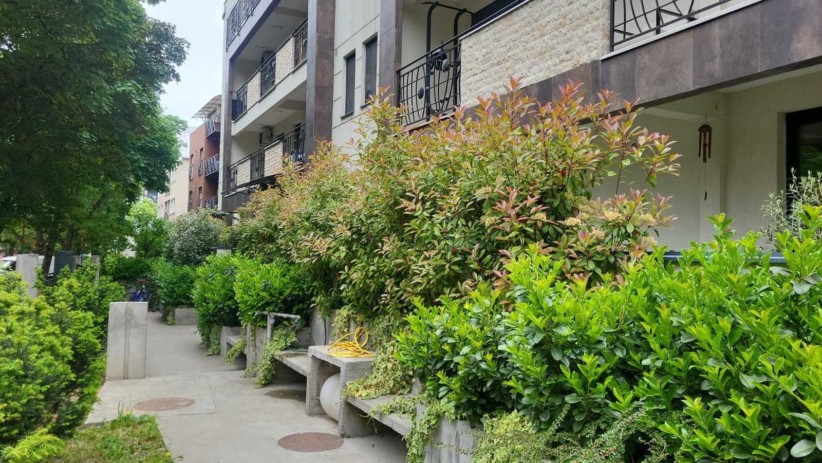 Photinia Red Robin and cherry laurel hedge in a residential development