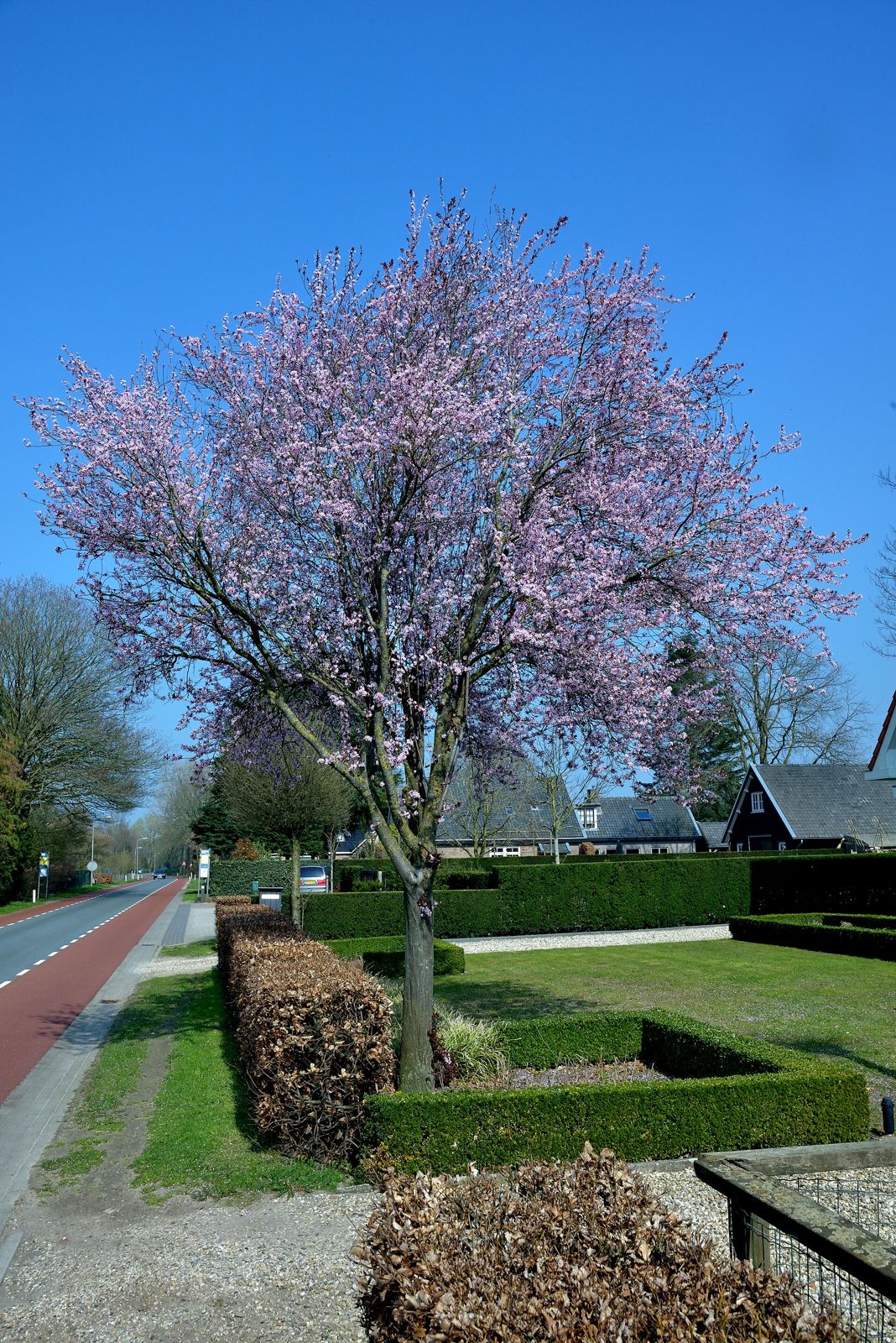 Purple-leaf Cherry Plum (Prunus cerasifera 'Pissardii')