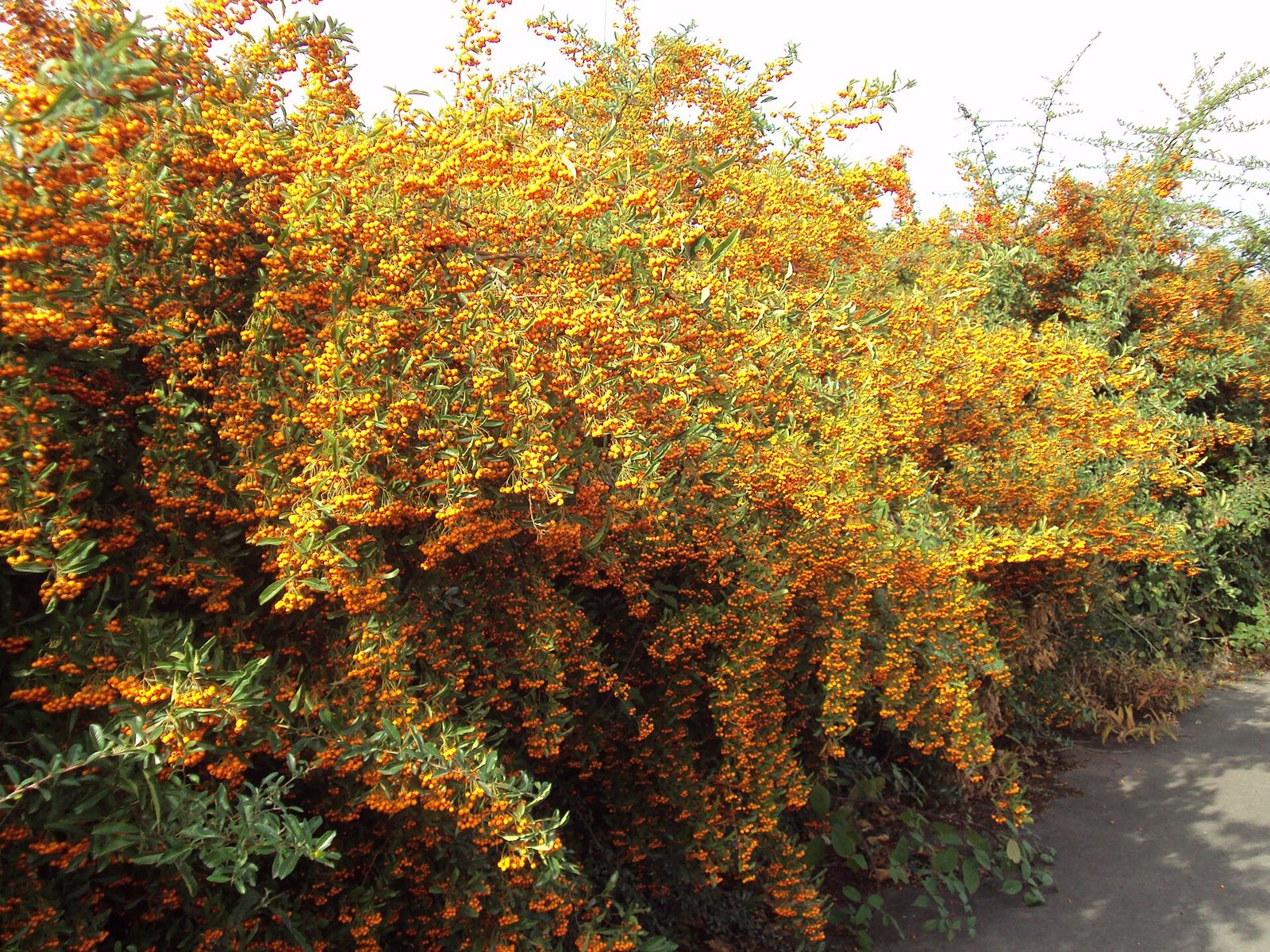 Feuerdorn 'Red Column' (Pyracantha coccinea)
