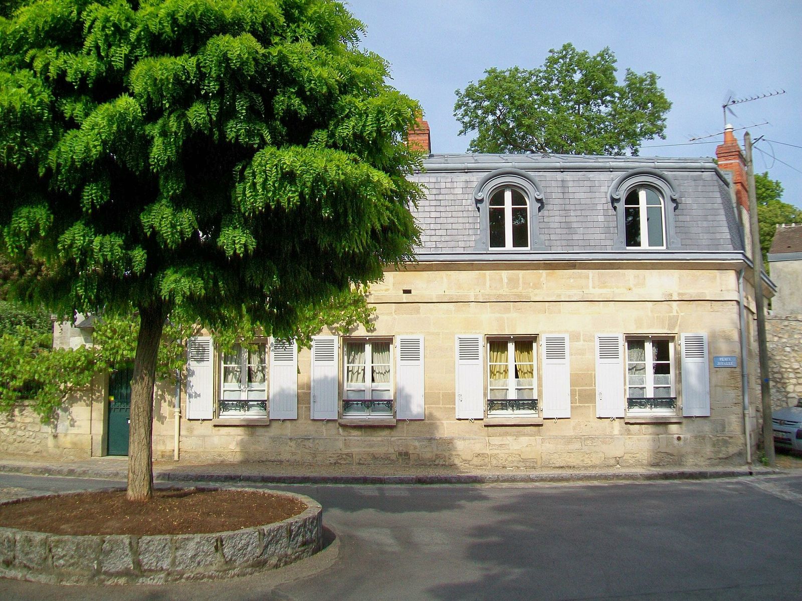 Salcâm globular (Robinia pseudoacacia 'Umbraculifera')