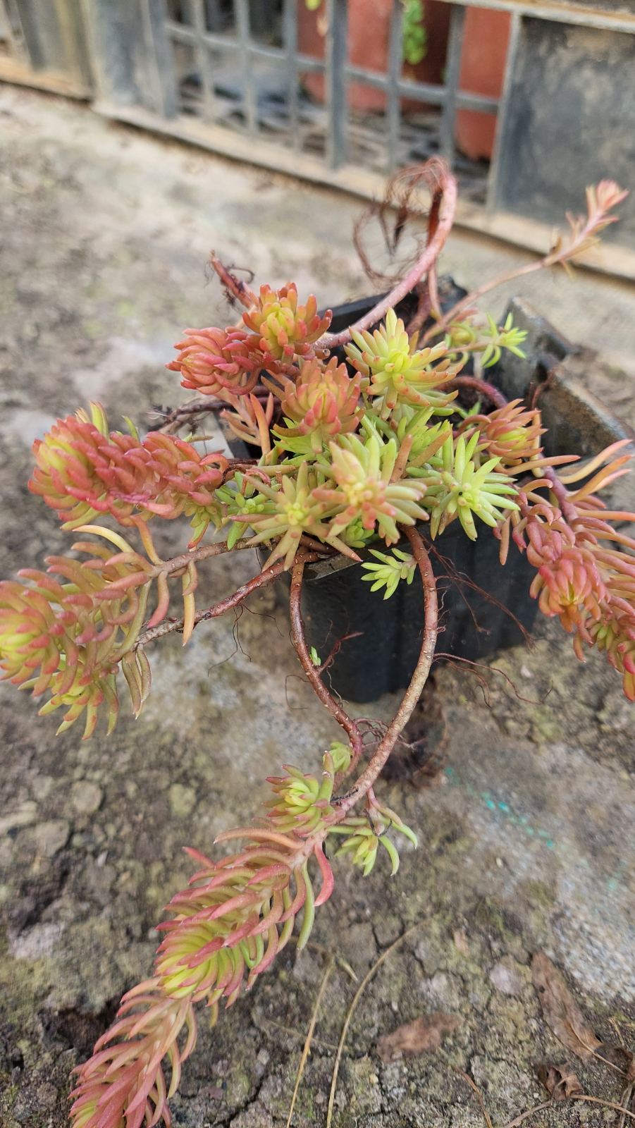 Iarbă grasă 'Angelina' (Sedum rupestre)