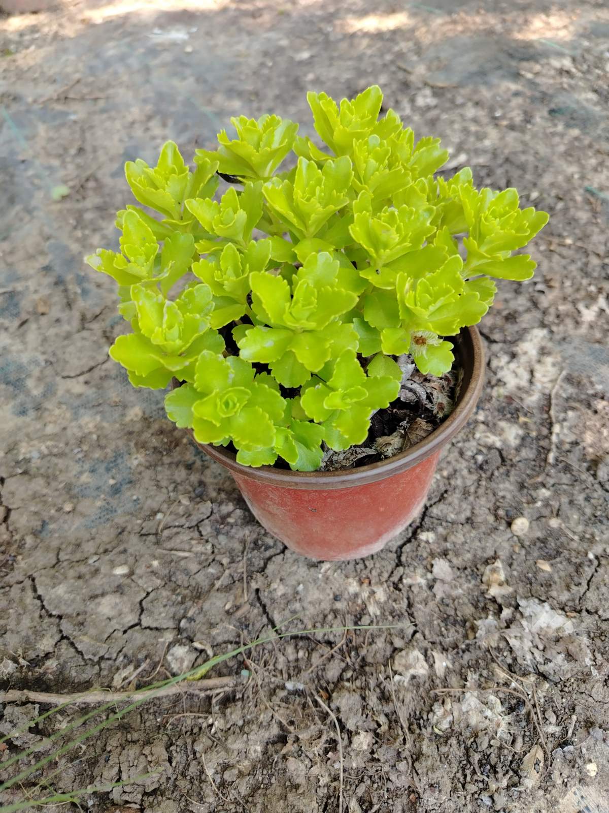 Hybride Fetthenne (Sedum hybridum)