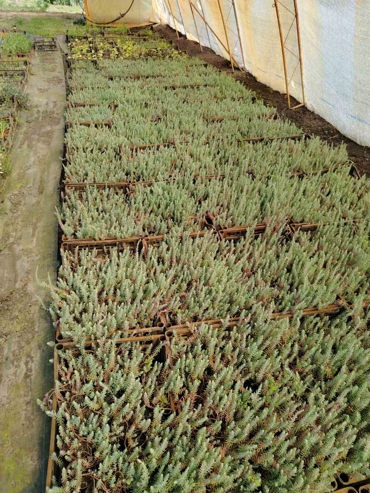 Iarbă grasă albastră (Sedum rupestre 'Blue')
