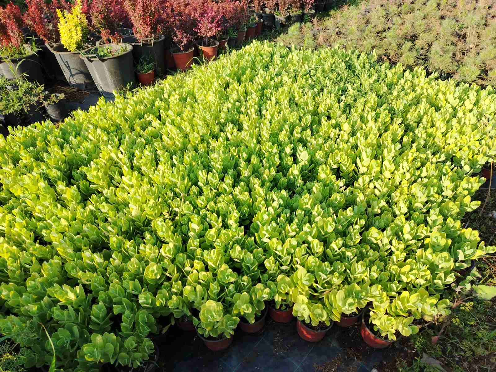 Iarbă grasă spectaculoasă (Hylotelephium spectabile)