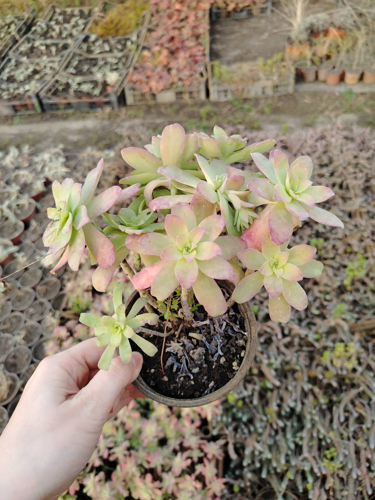 Watson-Fetthenne (Sedum)