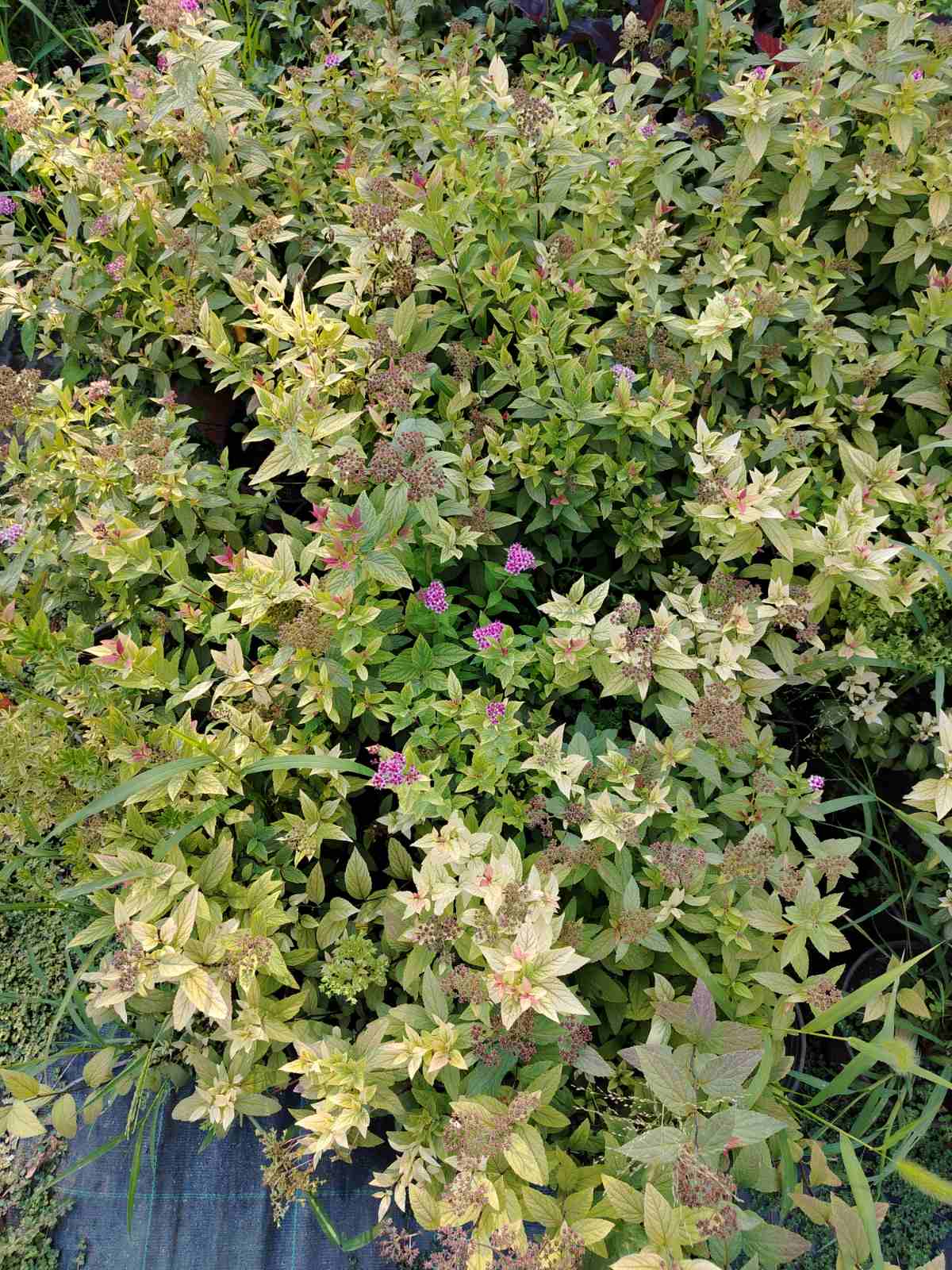 Spirea / Bridalwreath (Spiraea)