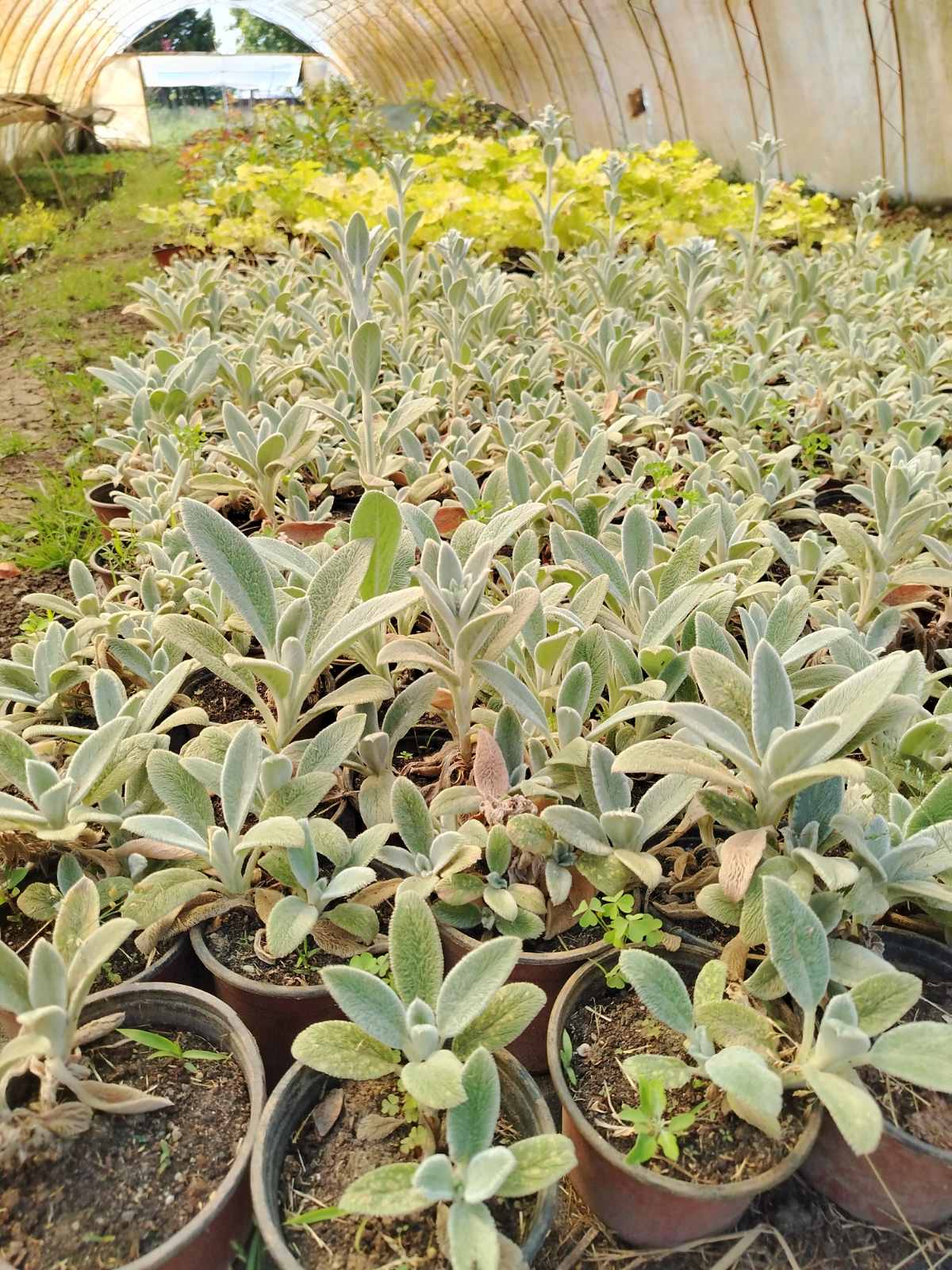 Woll-Ziest (Stachys byzantina)