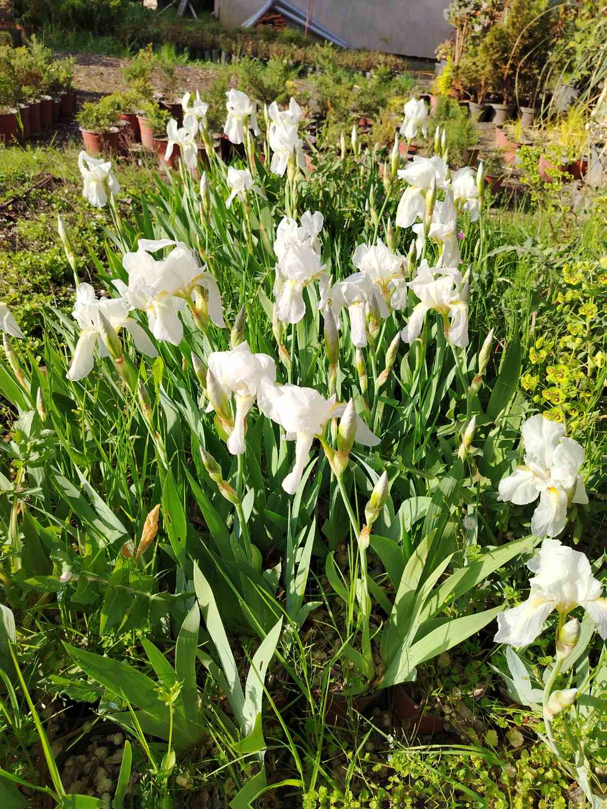 Stânjenel / Iris (Iris germanica)