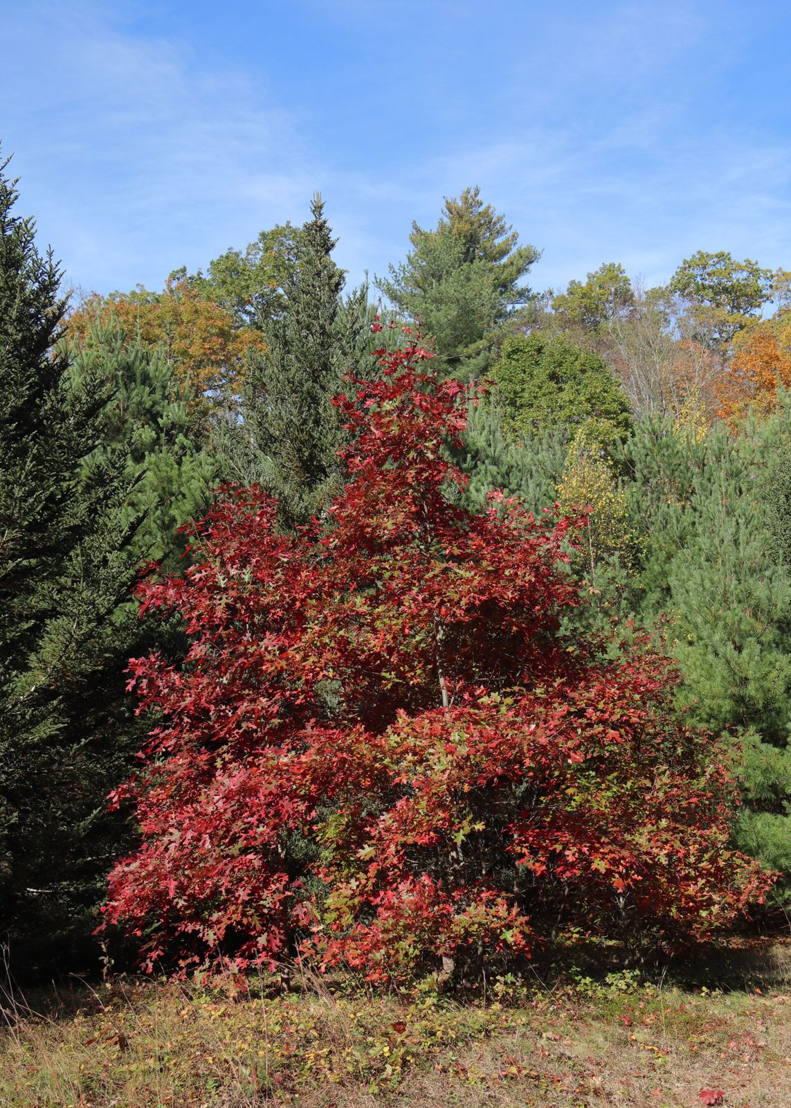 Roteiche (Quercus rubra)