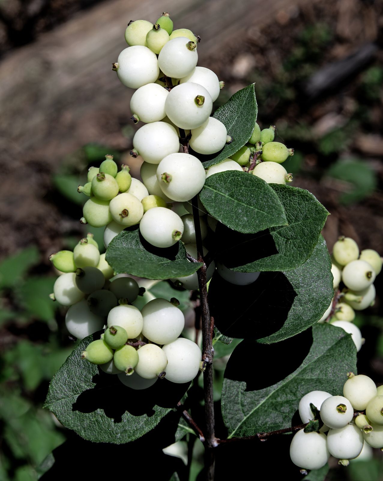 Schneebeere (Symphoricarpos albus)