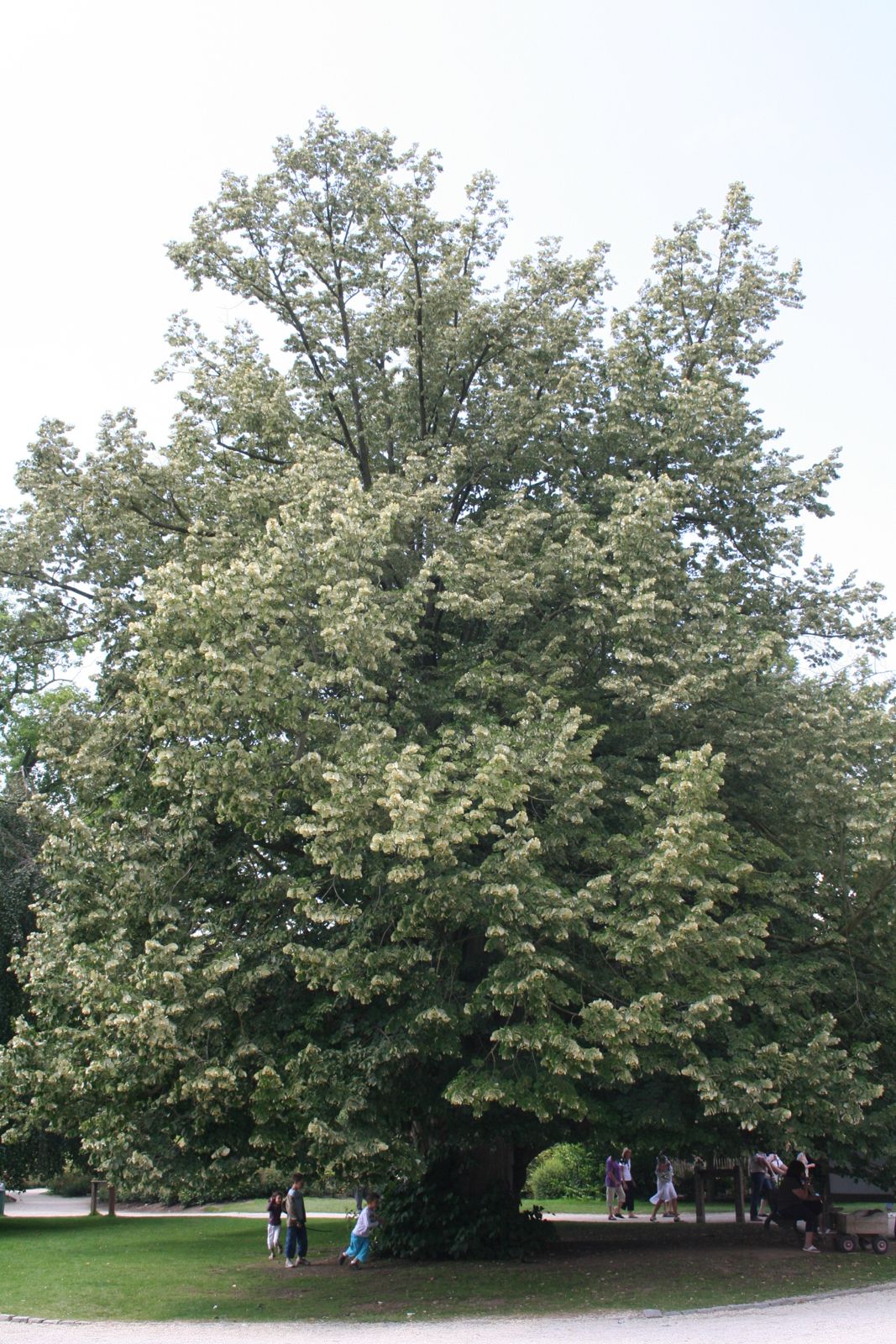 Silberlinde (Tilia tomentosa)