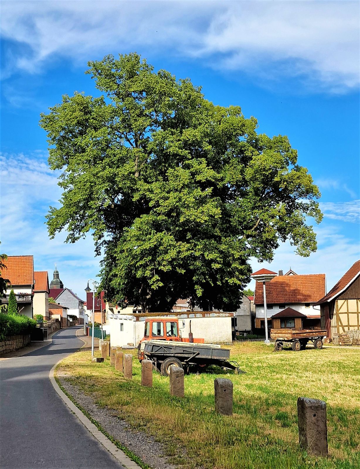 Sommerlinde (Tilia platyphyllos)