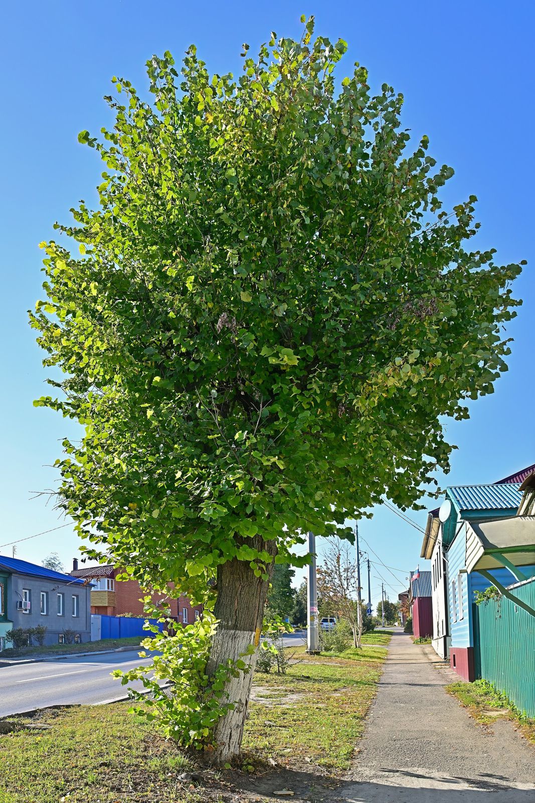 Winterlinde (Tilia cordata)