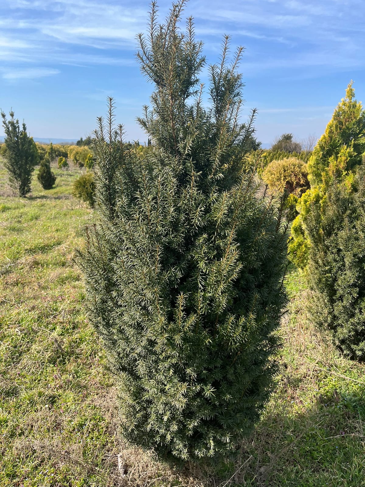 Eibe (Taxus baccata)