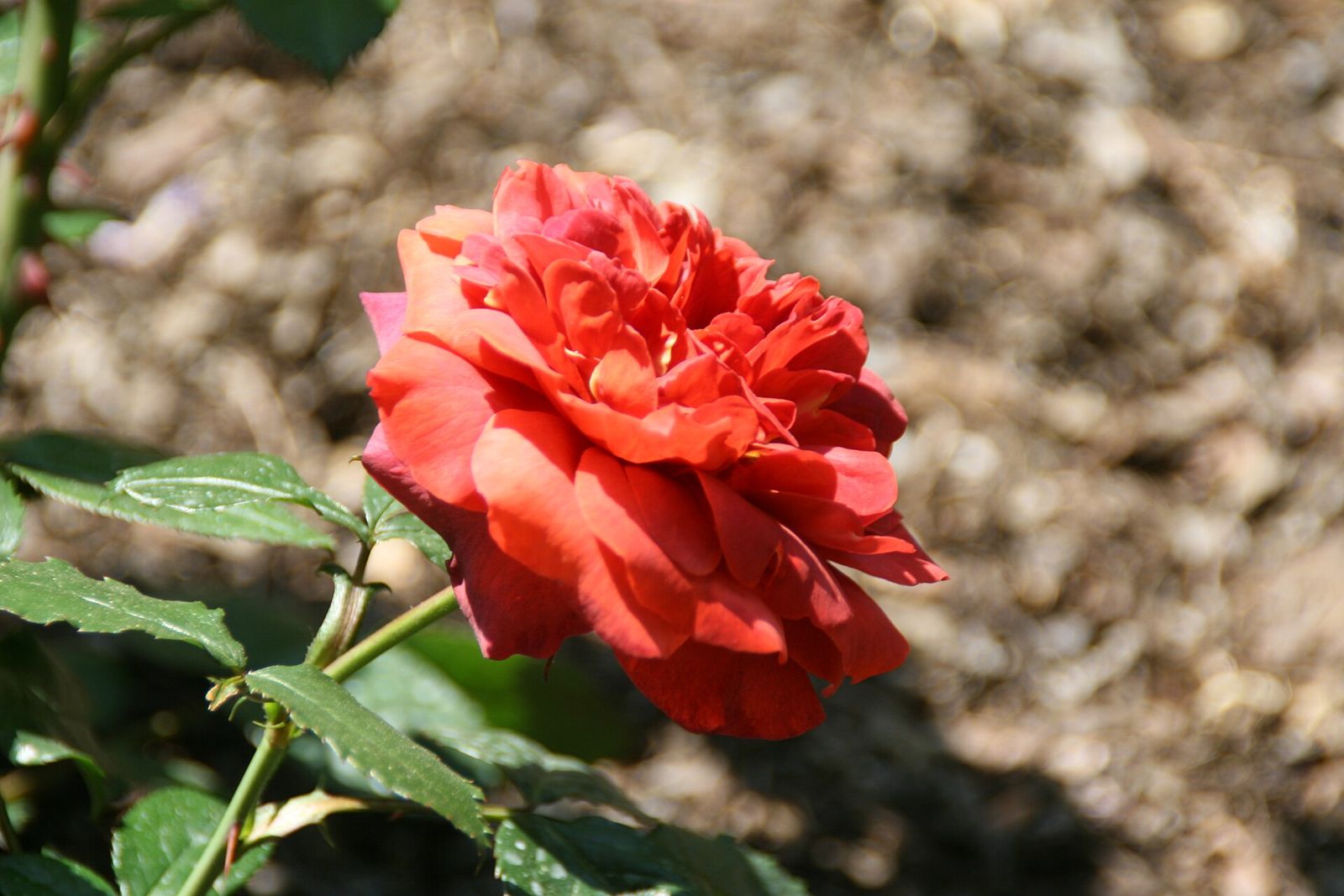Gartenrosen (Rosa sp.)