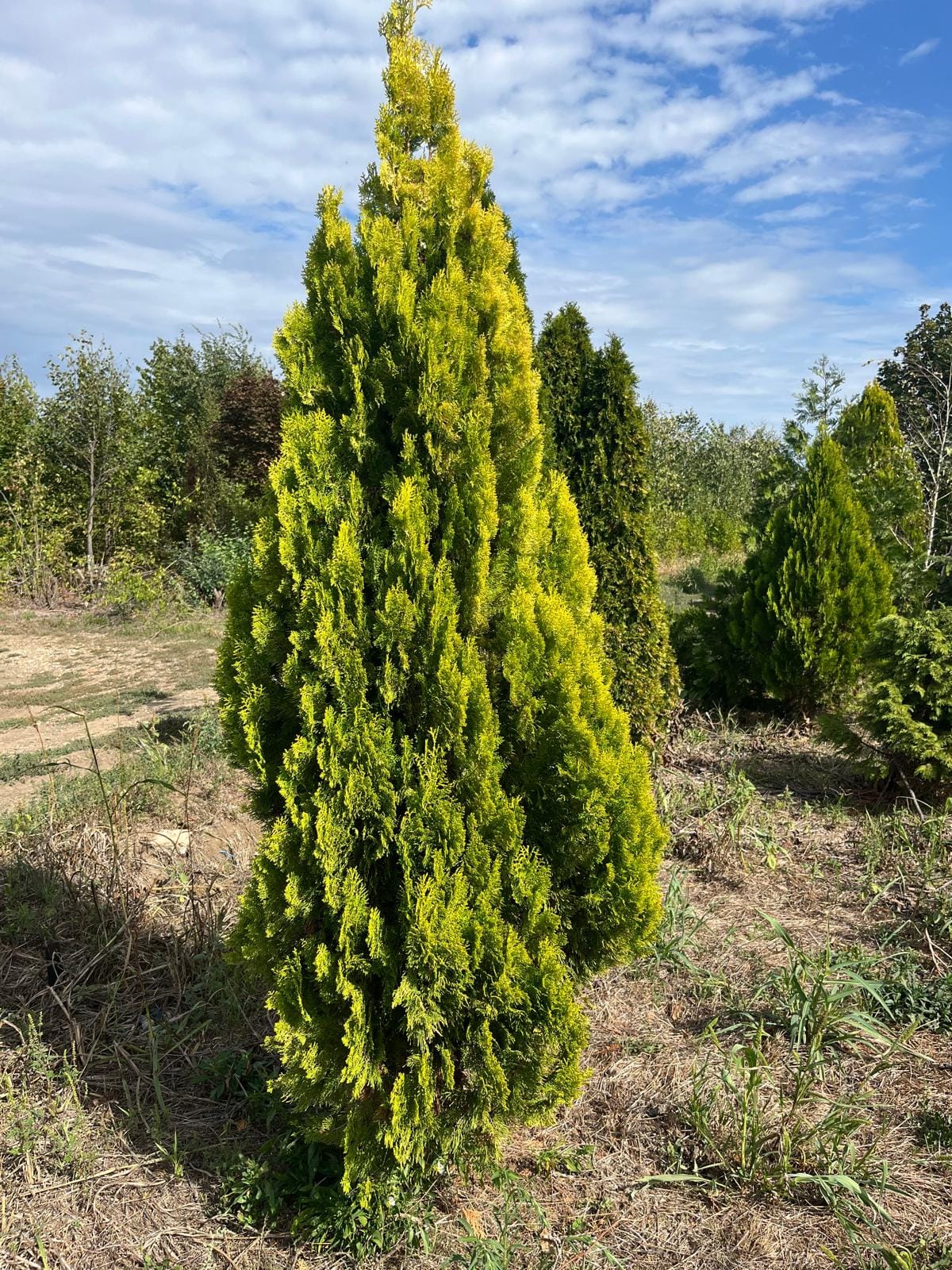 Tuie orientală (Platycladus orientalis)