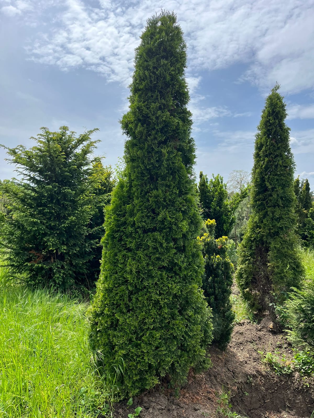 Tuia 'Smaragd' (Thuja occidentalis 'Smaragd')