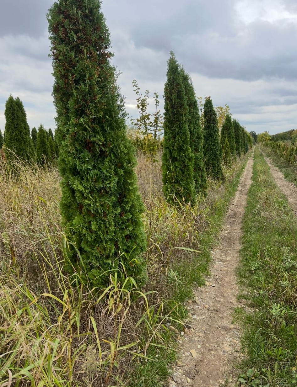 Reihe von Thuja Smaragd im Freiland vor der Pflanzung