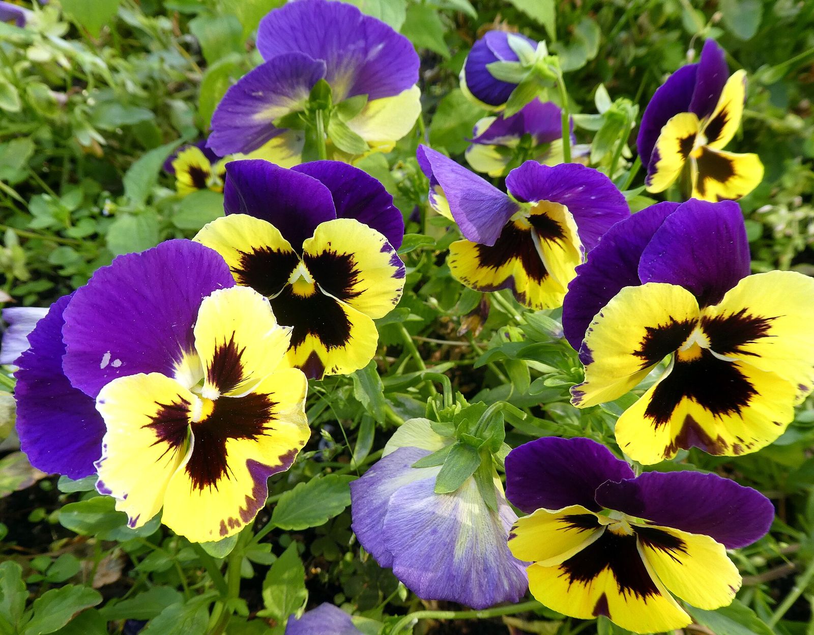 Stiefmütterchen und Hornveilchen (Viola sp.)